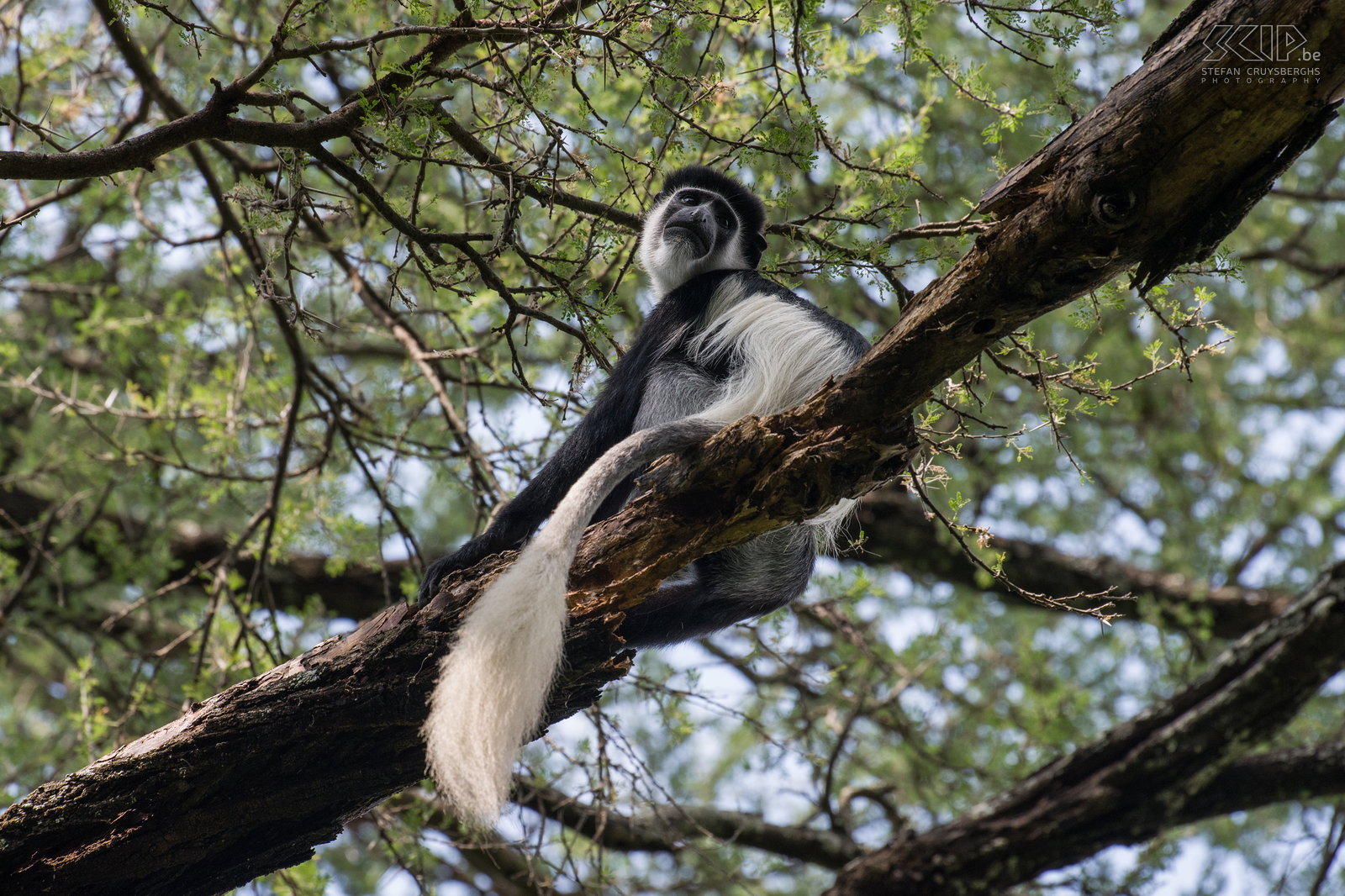 Mago - Colobus aap In de bossen rondom onze kampplaats in Mago NP leven verschillende groepen van zwart-witte colobus apen (franjeaap, bergguereza, Mantled guereza, Colobus guereza). Het is niet altijd gemakkelijk om deze apen te fotograferen omdat ze meestal hoog in de bomen zitten en foto’s zijn vaak vrij donker of met zeer hoge contrasten. Ik hou wel van deze foto omdat er zacht licht was, het toont de aap met z’n prachtige lange witte staart en ik kon er een mooie diagonale compositie van maken.  Stefan Cruysberghs